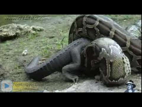 شاهد رجل يحاول تصوير تمساح ضخم عن قُرب