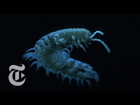 بالفيديو مخلوق غريب يتوهج في الظلام وينشر السموم