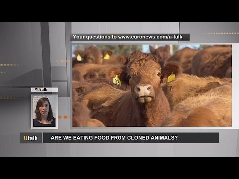 هل نأكل الحيوانات المستنسخة