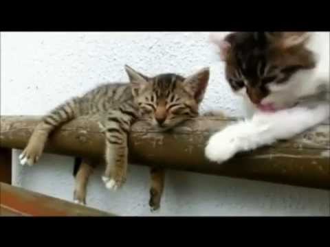 شاهد النوم سلطان على الجميع حتى القطط