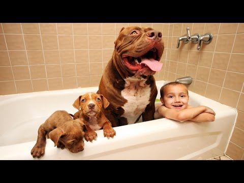 بالفيديو جلسة تصوير عائلية لأضخم كلب بيتبول في العالم