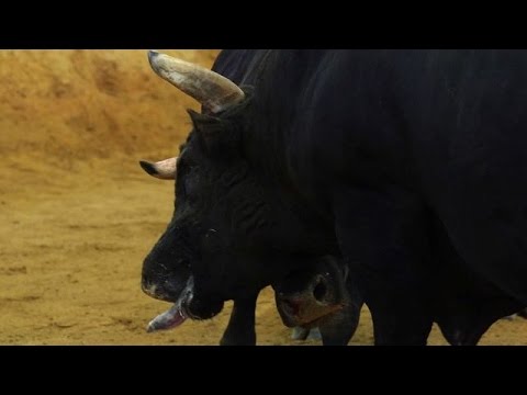 بالفيديو مصارعة الثيران رياضة غير دموية في اليابان