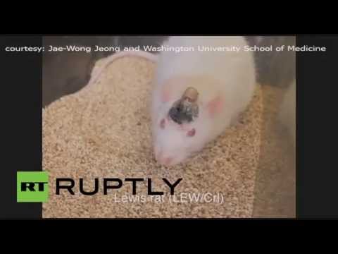 شاهد جهاز جديد يتحكم في أدمغة الفئران