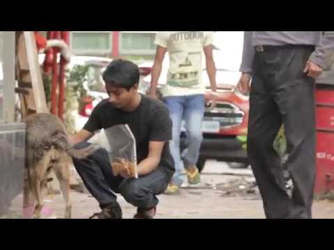 فيديو هنود يقودون حملة لإطعام أي كائن حي في طريقهم