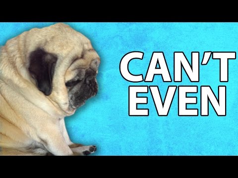فيديو 17 كلبًا يشهدون أسوأ المواقف في حياتهم