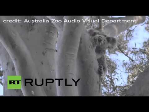 شاهدالكوالا وابنها يعودان إلى الحياة البرية