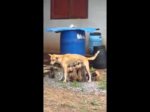 شاهد كلبة تستحق لقب أم مثالية