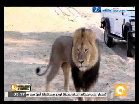 شاهد مقتل الأسد سيسيل في أكبر المحميات بزيمبابوي