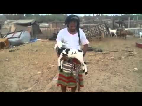 بالفيديو الخروف المعجزة يشعل مواقع التواصل