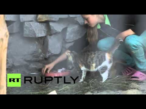 شاهدقطة منزلية تتبنى صغير وشق بعد أن رفضته أمه