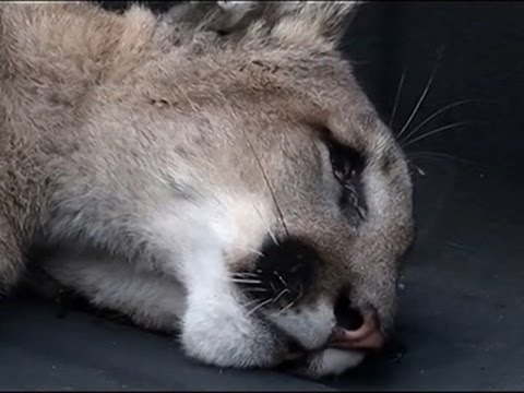 شاهد القبض على أسد الجبل الذي أثار الرعب في أميركا