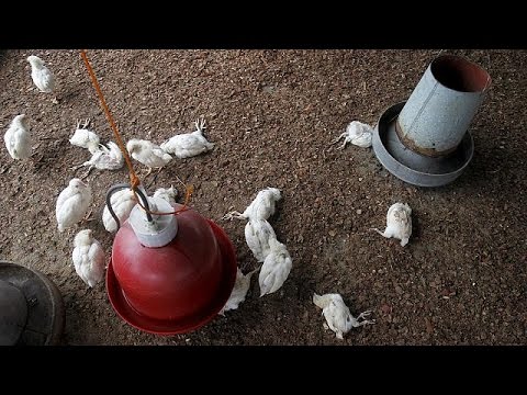 شاهد تفشي فيروس انفلونزا الطيور في كوت ديفوار