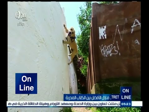 تعرف على أكثر كلب مدرب لرياضة الباركور