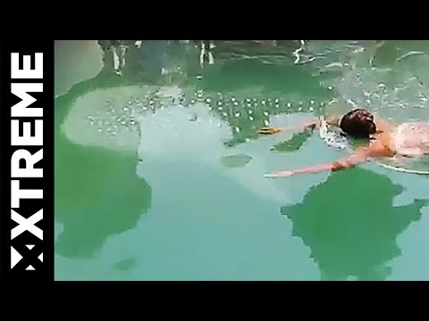بالفيديو رجل يسبح مع قرش في دبي