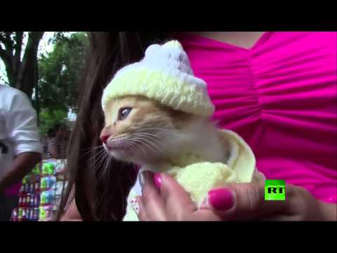 المكسيكيون يؤدون صلوات لحماية حيواناتهم الأليفة