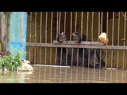 روسيا تنقذ بالطائرات المروحية حيوانات مهددة روسيا تنقذ بالطائرات المروحية حيوانات مهددة