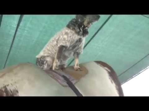 شاهد الكلب هيلي يستعرض مهاراته في ركوب الثيران