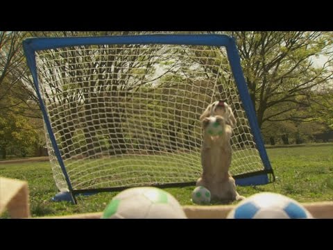 شاهد كلب يسجل رقمًا قياسيًا في حراسة المرمي