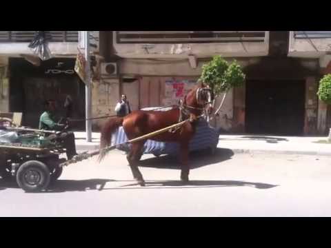 شاهد حصان يوقف عربة يجرها في الشارع ليرقص على أغنية شعبي