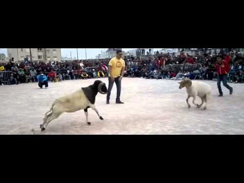 شاهد لأول مرة نزال لمصارعة الكباش