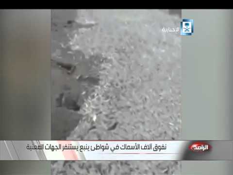 شاهد نفوق آلاف الأسماك في شواطئ ينبع يستنفر الجهات المعنية