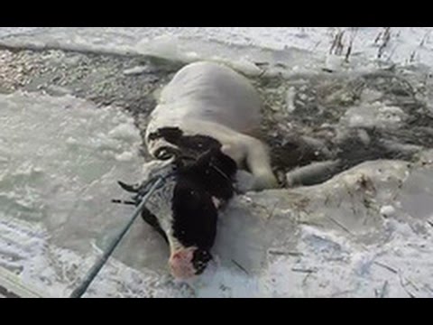 بالفيديو عملية إنقاذ بقرة سقطت في بحيرة جليدية