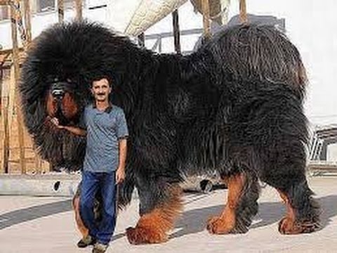 بالفيديو أضخم الكلاب في العالم على الإطلاق