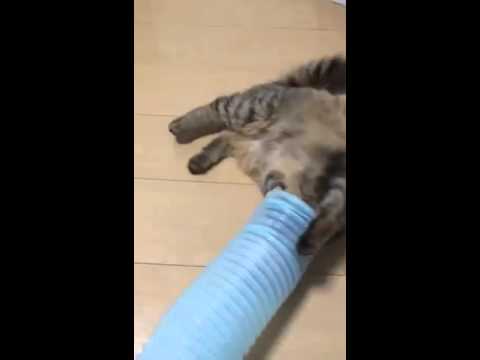 شاهد كوماري قطة لقيطة تعتقد أنها نمس