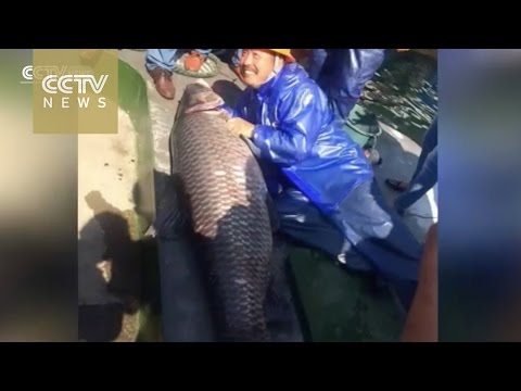 صيد سمكة شبوط تزن 90 كيلو غرام في الصين