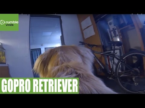 شاهد معاناة الكلاب عند غياب أصدقائهم عن المنزل