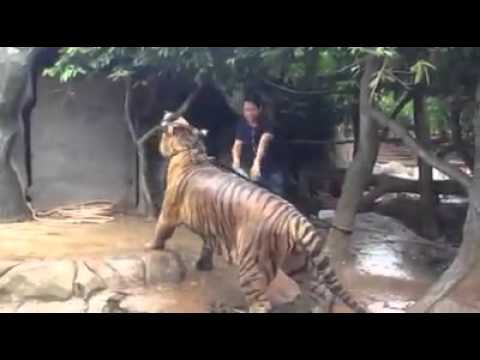 بالفيديو نمر يستمتع بالاستحمام