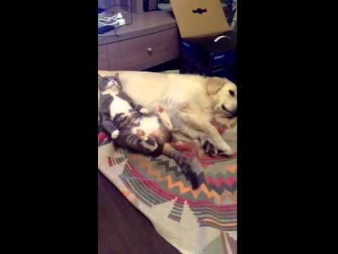 شاهد قطة تستخدم صديقها الكلب كـمخدة