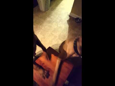 كلاب تصيب مربيها بالجنون بتمييزها بين الخطأ واللعب