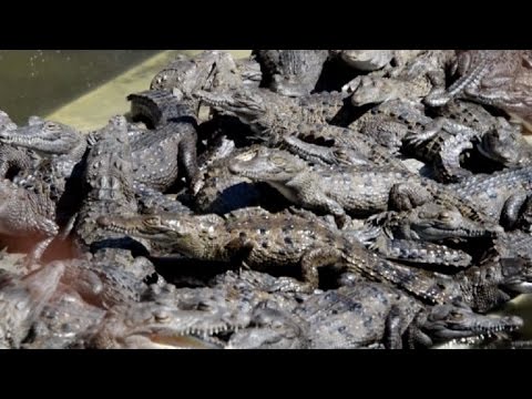 شاهد ألاف التماسيح مصابة بالجوع في مزرعة في هندوراس