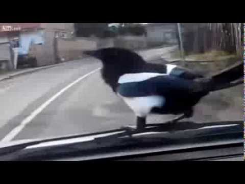 بالفيديو طائر يتجوّل بالسيارة على هواه