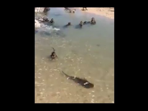 شاهد قرود تقلد البشر