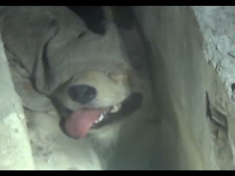 إنقاذ كلب حُشر بين حجرين