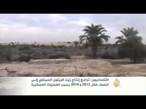 تجريف أكثر من 150 فدانًا من أشجار الزيتون