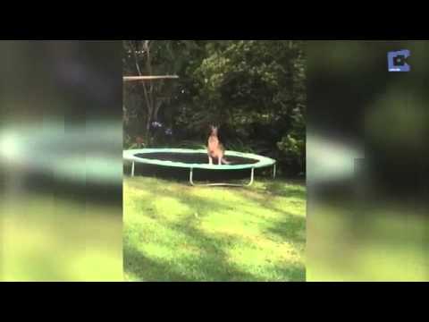 كانجارو يقع ضحية لعبة “سوستة”