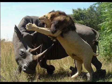 شاهد معركة شرسة بين وحيد القرن والأسد