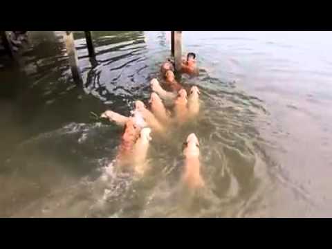 مسابقة سباحة بين طفل ودستة كلاب أبلادور