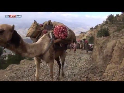 شاهد أهالي تعز يسلكون طرقًا وعرة لإيصال الغذاء والدواء