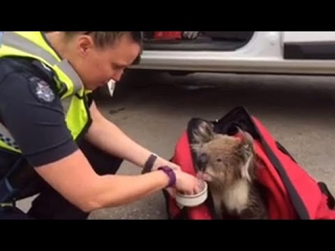 شاهدالحرائق تدمر أكثر من مائة منزل في أستراليا