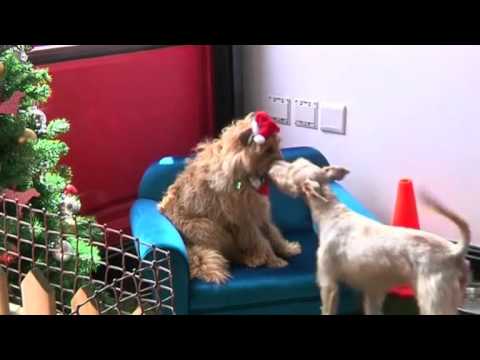 فندق فاخر للكلاب مقابل 45 دولارًا لليلة الواحدة