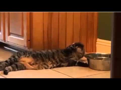 شاهد قطة كسولة تسقي نفسها بالـتقطير