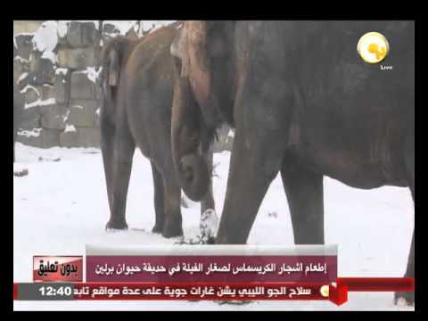 إطعام أشجار الكريسماس لصغار الفيلة في حديقة حيوان برلين