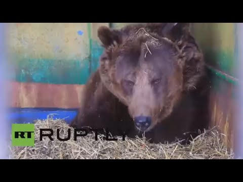 شاهد ماشا تنجب خمسة دببة