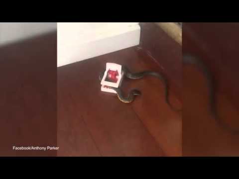 شاهد مصيدة فئران تمسك بثعبان خطير