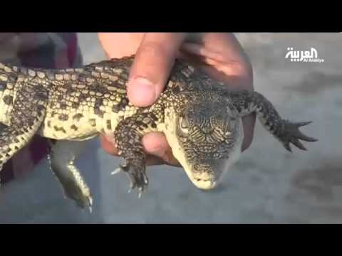 بالفيديو سوق للحيوانات غير المألوفة في جدة