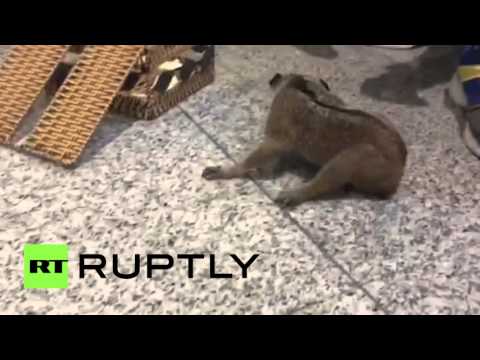 شاهد ضباط جمارك يوقفون محاولة تهريب حيوانات عبر مطار دوموديدوفو